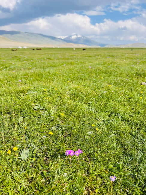 Best trekking tour in Mongolia - Who Is This Tour Best For?