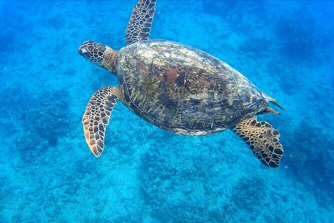 Best Waikiki Snorkel Tour: Guaranteed Turtles at Turtle Canyon - Discover the Best Waikiki Snorkel Tour: Guaranteed Turtles at Turtle Canyon