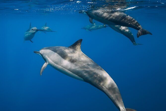 Best Waikiki Snorkel Tour: Guaranteed Turtles at Turtle Canyon - A Deep Dive Into the Waikiki Snorkel Experience