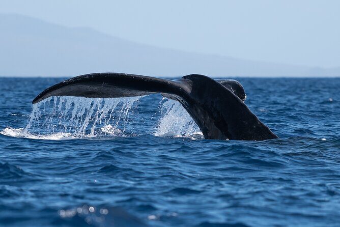 Best Waikiki Whale Watching in Honolulu: Whales Guaranteed - Waikiki Whale Watching: An Authentic Ocean Adventure in Honolulu