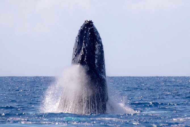 Best Waikiki Whale Watching in Honolulu: Whales Guaranteed - Who Should Consider This Tour?