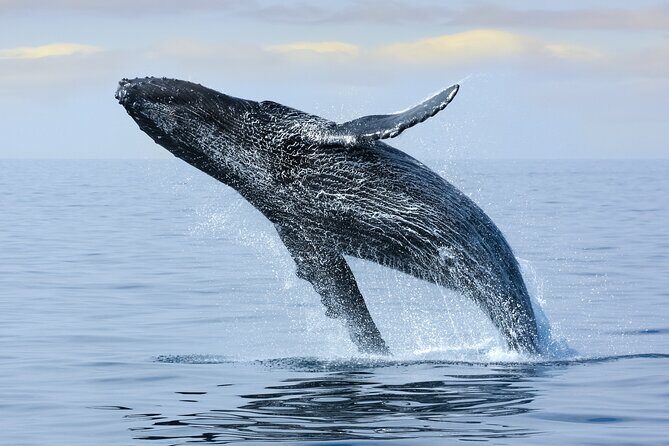 Best Waikiki Whale Watching in Honolulu: Whales Guaranteed - Frequently Asked Questions