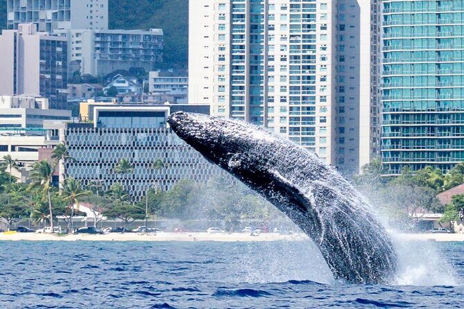 Best Waikiki Whale Watching in Honolulu: Whales Guaranteed - Final Thoughts