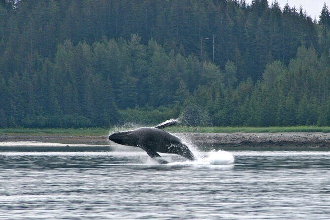 Best Whale Watching and Wildlife Shore Excursion in Sitka - A Deep Dive into the Sitka Wildlife Tour Experience