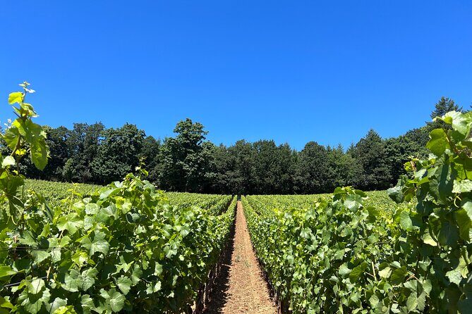 Best Wines Best Views | Full Day Private Willamette Valley Tours - The Sum Up
