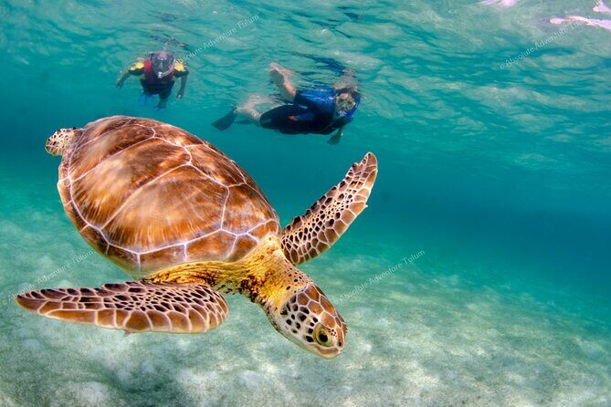 Bestseller! Tulum Private Tour with Turtles and Cenote Snorkeling - 7 Common Questions About the Tour