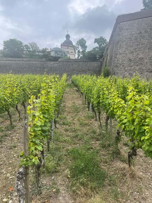 Between vineyards and a royal residence  enjoy Würzburg's wines with a view - In-Depth Review of the Würzburg Vineyard and Heritage Tour
