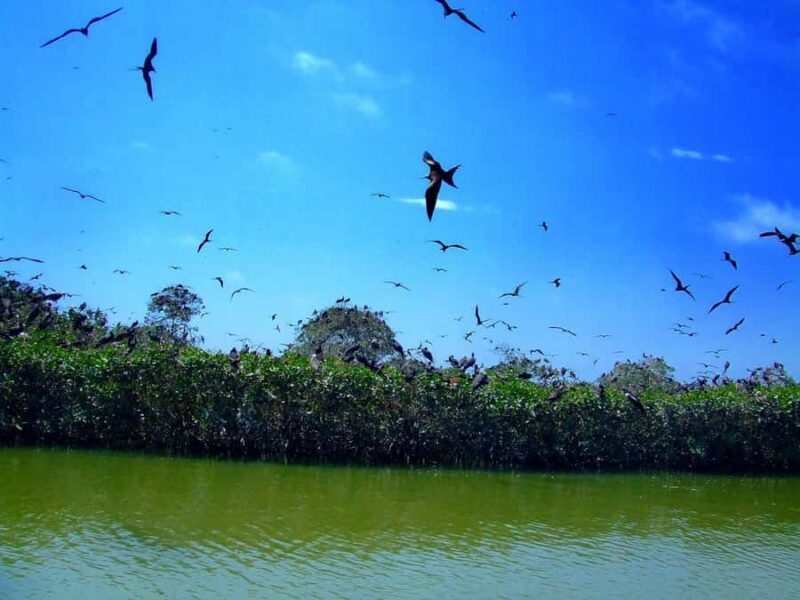 Bewitching Islands and Mangroves in Puerto Pizarro, Tumbes - Bewitching Islands and Mangroves in Puerto Pizarro, Tumbes