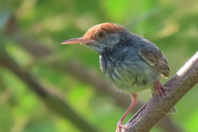 Beyond The Oudong Temple and Birdwatching in Phnom Penh - Who Should Consider This Tour?
