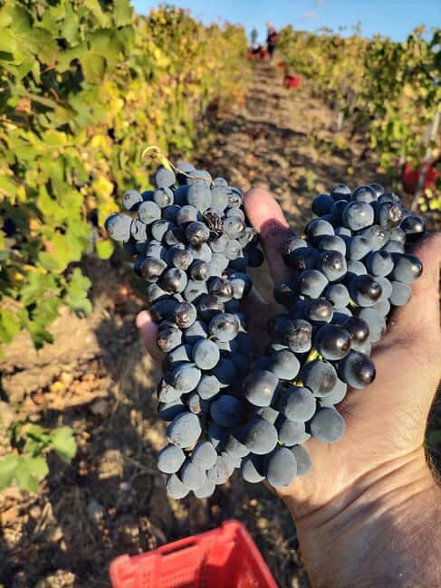 Beziers: Eco Wine Tasting at Sarabande Wines Off-Grid Winery - Exploring Beziers’ Off-Grid Eco Wine Tasting at Sarabande Wines