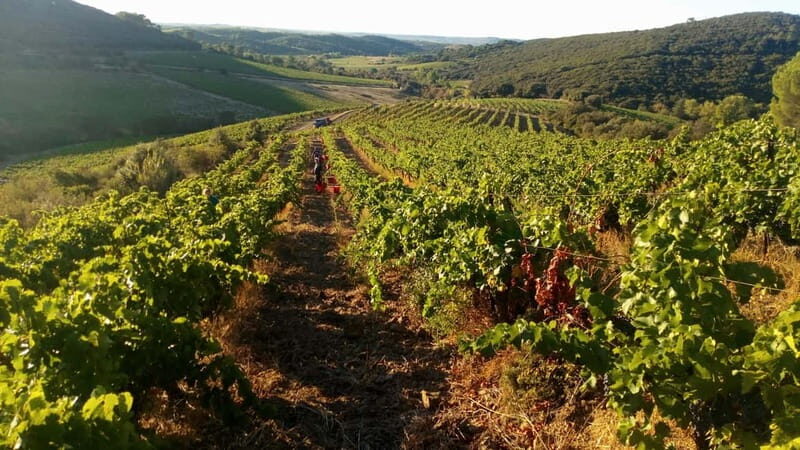 Beziers: Eco Wine Tasting at Sarabande Wines Off-Grid Winery - Why This Tour Offers Good Value