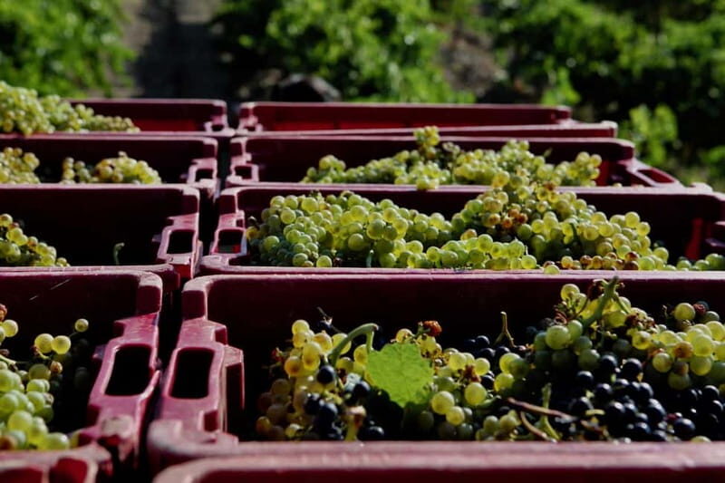 Beziers: Eco Wine Tasting at Sarabande Wines Off-Grid Winery - Wrapping Up