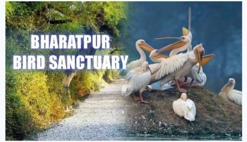 Bharatpur Bird Sanctuary Tour with Pickup and Drop - Bharatpur Bird Sanctuary Tour with Pickup and Drop