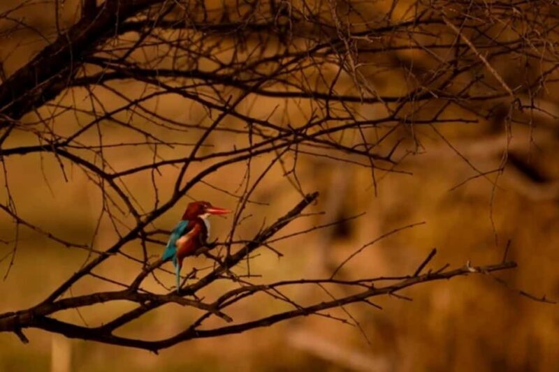 Bharatpur Bird Sanctuary Tour with Pickup and Drop - Who Will Love This Tour?