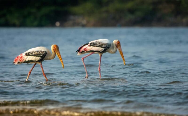 Bharatpur Bird Watching & Elephant Rescue Centre From Delhi - Key Points