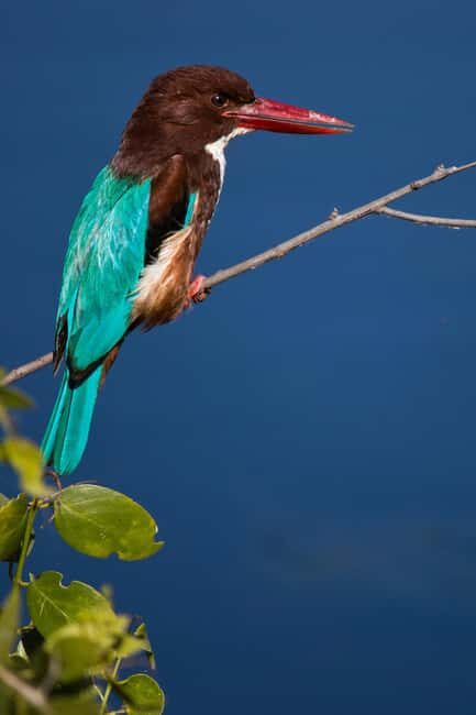 Bharatpur Bird Watching & Elephant Rescue Centre From Delhi - From Delhi to the Elephant Rescue Center