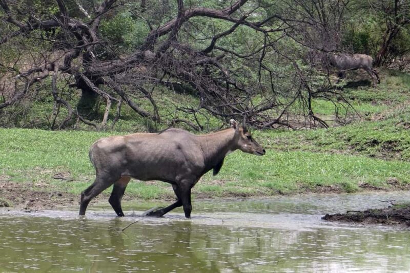 Bharatpur Bird Watching & Elephant Rescue Centre From Delhi - Return to Delhi