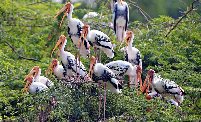 Bharatpur Bird watching & Wildlife from Delhi - Starting Out: Early Morning Pickup
