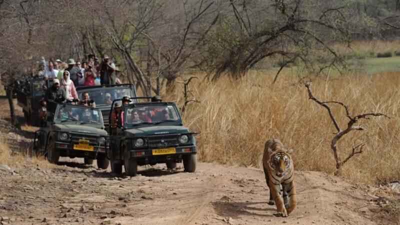 Bhopal: 3-Day Satpura National Park Safari Tour - In-Depth Review of the 3-Day Satpura Safari Tour