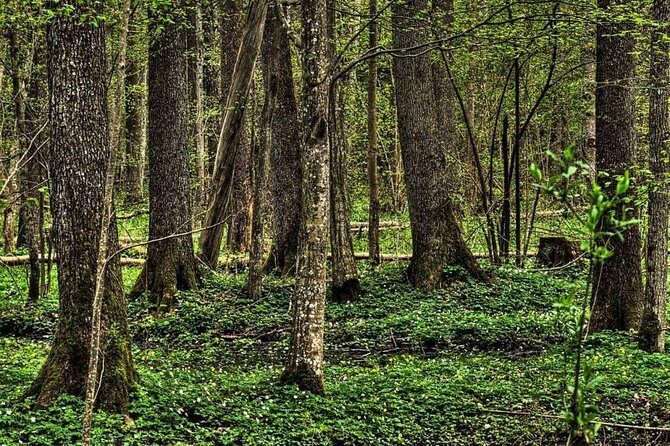Bialowieza National Park Small Group Tour from Warsaw with Lunch included - Discovering the Magic of Bialowieza National Park