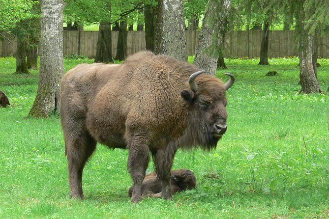 Bialowieza National Park Small Group Tour from Warsaw with Lunch included - Why We Love This Tour