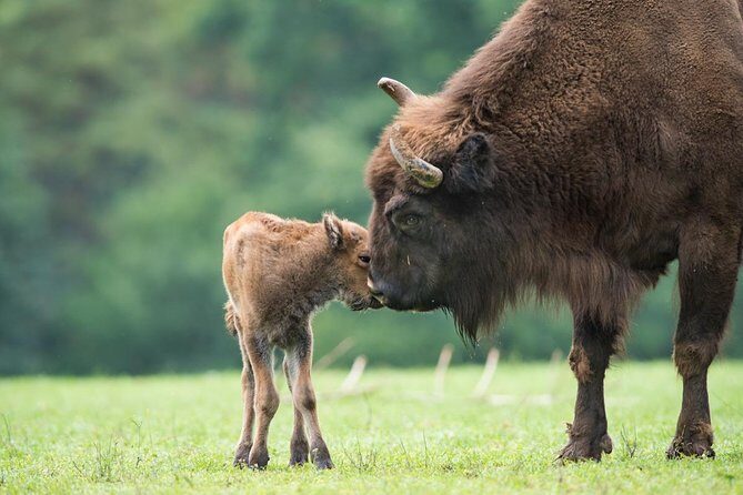Bialowieza National Park Small Group Tour from Warsaw with Lunch included - Final Thoughts