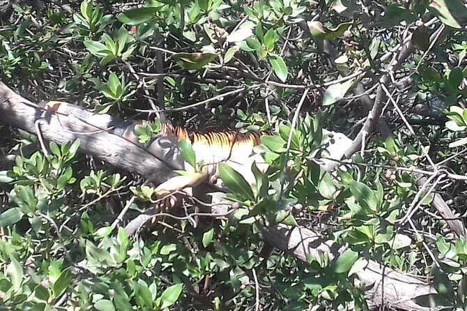 Bicycle Tour in Ixtapa - Final Thoughts: Who Will Love This Tour?