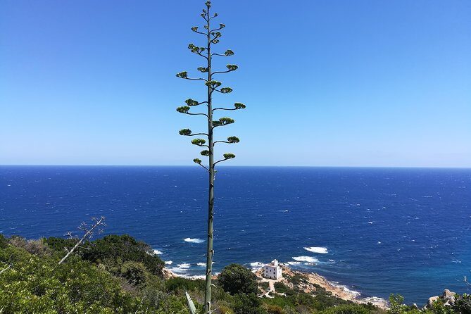 Biderosa and Capo Comino Beach Tour - Authentic Experiences and Local Insights