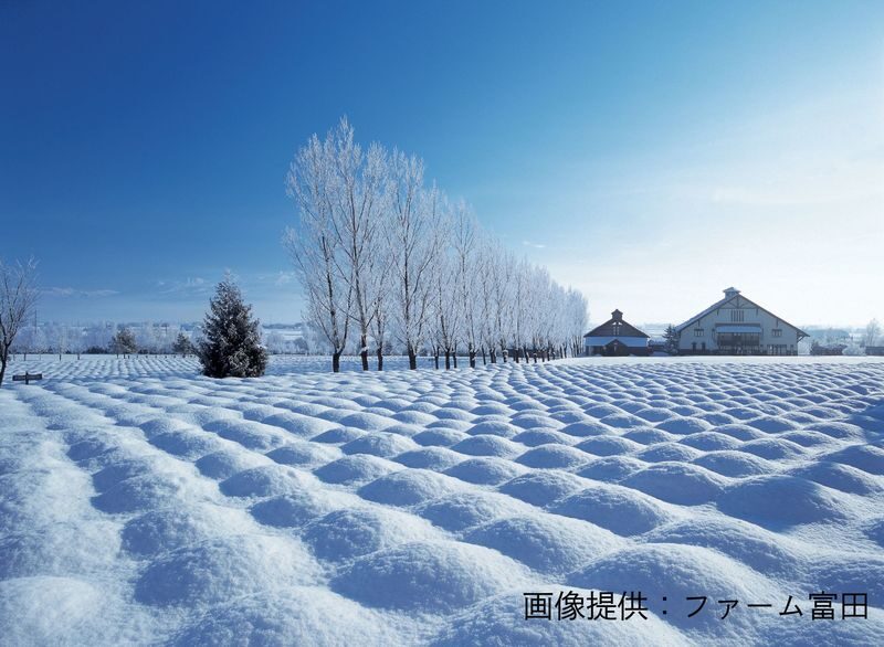 Biei, Furano Lavender, Ningle Terrace & Melon Buffet Bus Tour - A winter day trip, not a summer melon tour