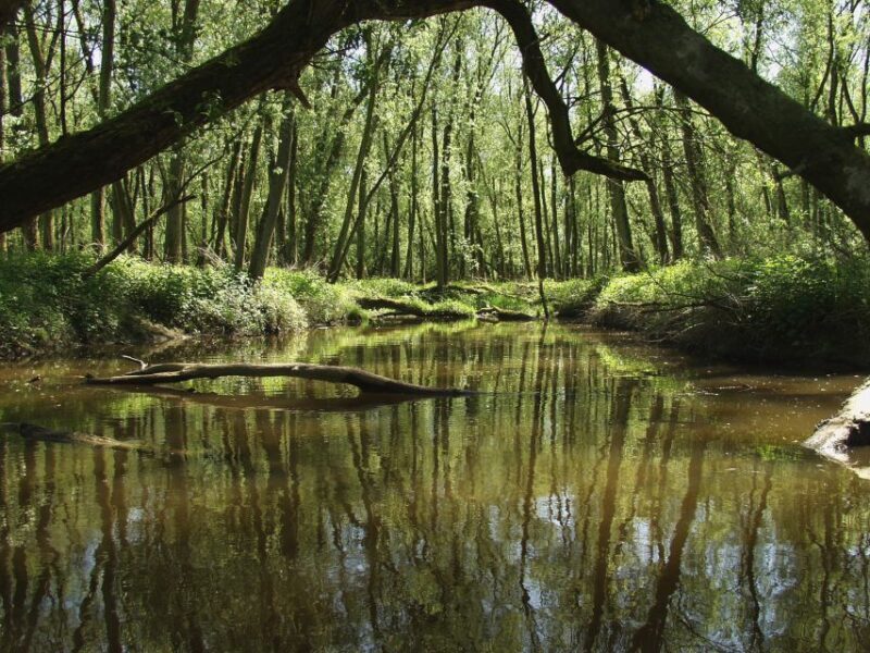 Biesbosch: Boat Cruise through National Park - An In-Depth Look at the Biesbosch Boat Cruise Experience
