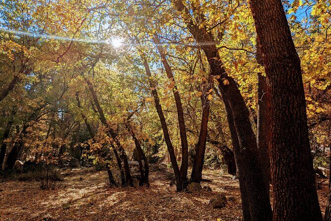 Big Bear Fall Colors Hiking Tour in Southern California - FAQs