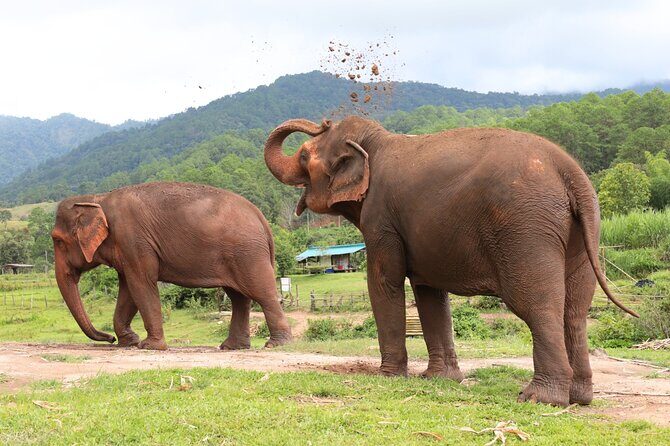 Big Boy Elephant Sanctuary and Bamboo Rafting Experience - A Full Day of Respectful Encounters with Nature and Culture in Chiang Mai
