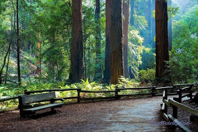 Big Bus San Francisco: Guided Muir Woods Tour - Exploring the Tour in Detail
