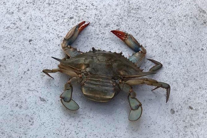 Big Fun Dolphin Cruise & Sealife Experiece ORANGE BEACH ALABAMA - FAQ