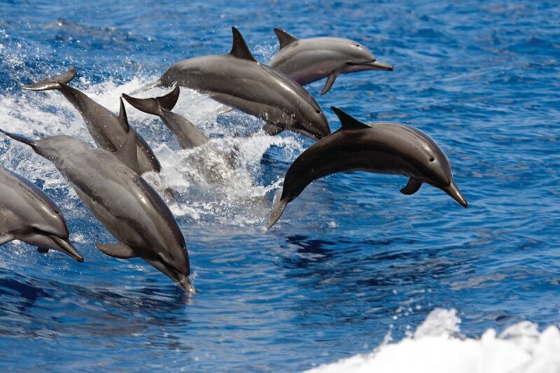 Big Island: 3 Hour Waikoloa Snorkeling & Sailing Adventure - An In-Depth Look at the Waikoloa Snorkeling & Sailing Tour