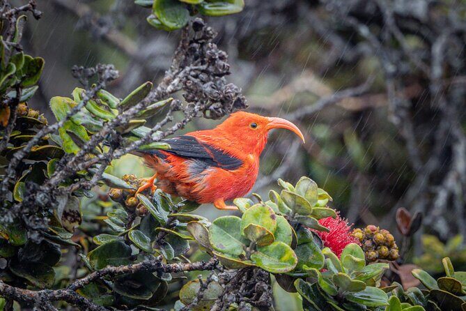 Big Island Birdwatching Tour - Key Points