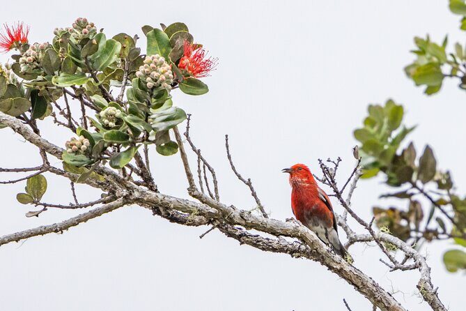 Big Island Birdwatching Tour - The Sum Up