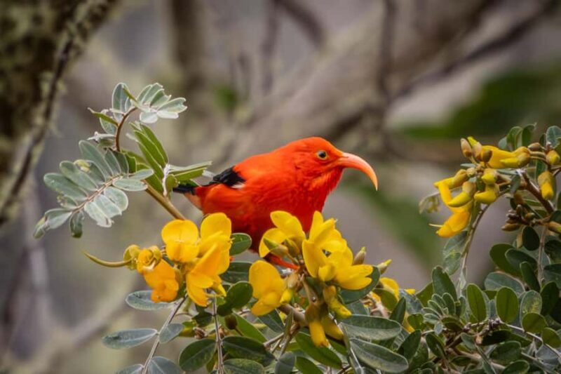 Big Island: Birdwatching Tour with Expert Guide - Discover the Big Island’s Hidden Birdlife: A Guided Birdwatching Tour