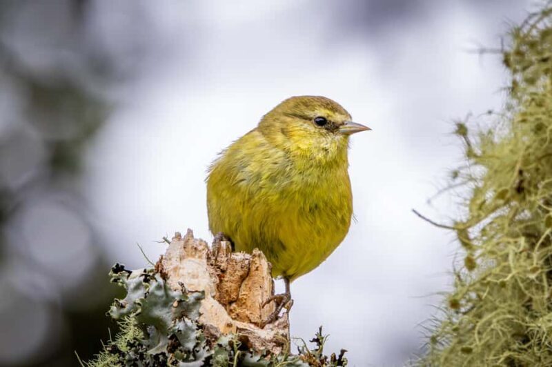Big Island: Birdwatching Tour with Expert Guide - FAQ