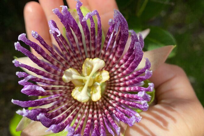 Big Island Farms Tour in Hawaii - Cost and Value Analysis