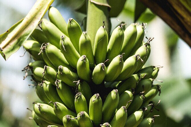 Big Island Farms Tour in Hawaii - Frequently Asked Questions