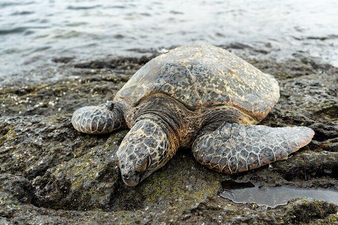 Big Island Half-Day Tour with Lunch - Key Points