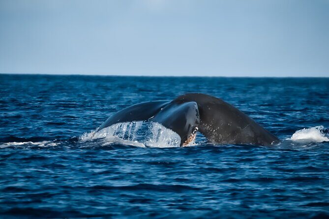 Big Island, Hawaii Whale Watching Tour - Key Points