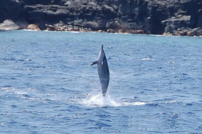 Big Island: Kealakekua Bay, Captain Cook & Marine Life Tour - An In-Depth Look at the Kealakekua Bay Marine Life & History Tour