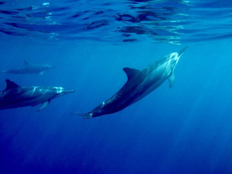Big Island: Kealakekua Bay, Captain Cook & Marine Life Tour - Final Thoughts