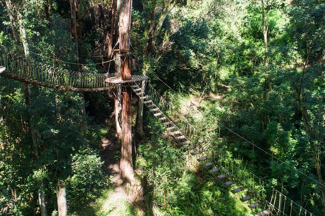 Big Island Kohala Canopy Zipline Adventure - Who Should Book This Tour?