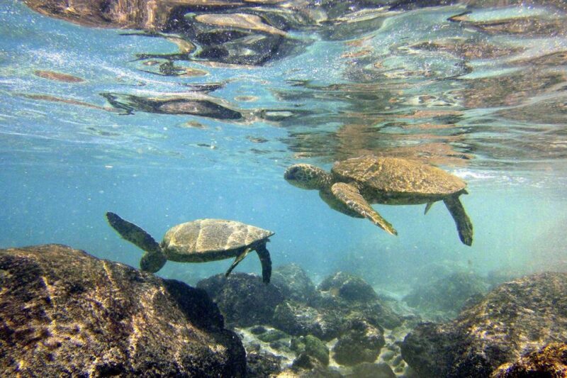 Big Island: Kona Half-Day Boat Tour with Snorkeling & Lunch - A Closer Look at the Kona Half-Day Boat Tour