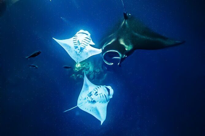 Big Island, Kona Manta Ray Night Snorkel Tour - FAQ
