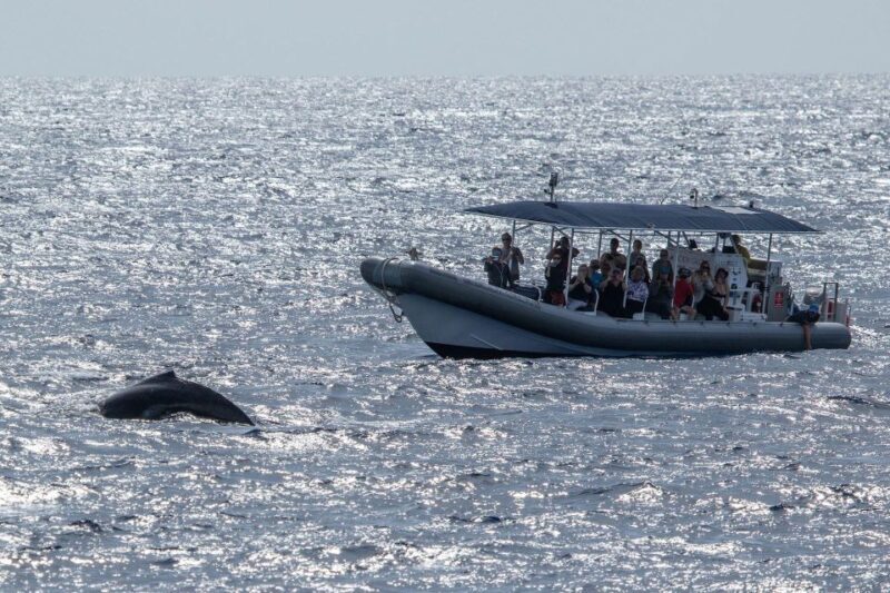 Big Island: Kona Super Raft Whale Watch - Big Island: Kona Super Raft Whale Watch — An Up-Close Encounter with Humpbacks