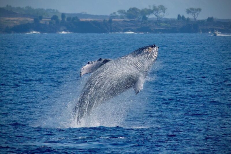 Big Island: Kona Super Raft Whale Watch - Why This Tour Offers Good Value